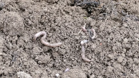 Organic soil and worms Stock Footage 87351501