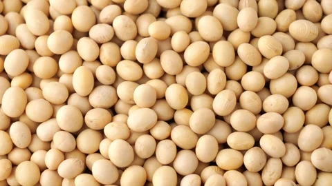 Organic soybeans Stock Footage 252986711