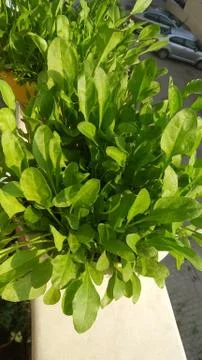Organic Spinach Stock Photos