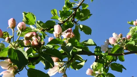 Organic Spring Apple Blossoms – Fresh Eco Nature Background in Soft Sunlight Видео 334179540