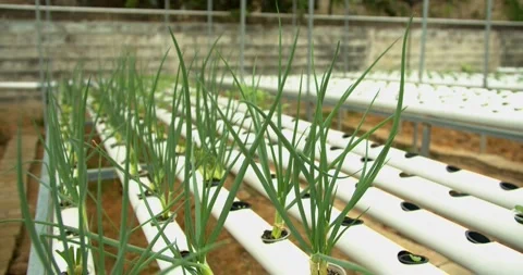 Organic spring onion hydroponic vegetable farm Video stock 220409583