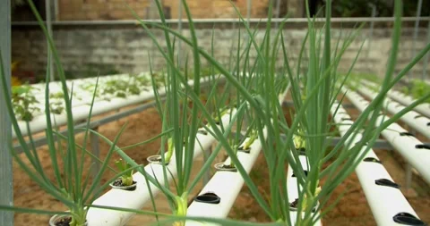 Organic spring onion hydroponic vegetable farm Video stock 220409711