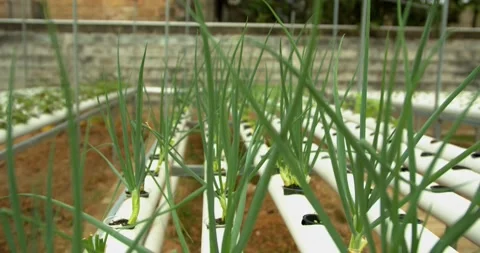 Organic spring onion hydroponic vegetable farm Stock Footage 220409885