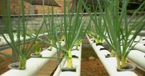 Organic spring onion hydroponic vegetable farm Video stock 220409897