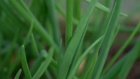Organic spring onions close up video Vidéo 273301378