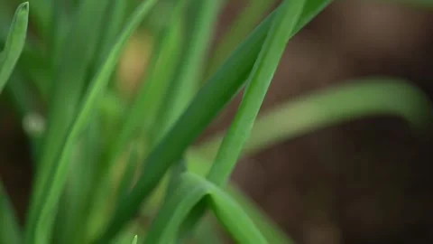 Organic spring onions close up video Stock Footage 273301437