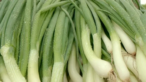 Organic spring onions Stock Footage 171559502
