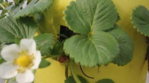 Organic strawberries in do it yourself plastic pots Stock Footage 241441022