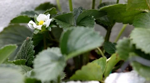 Organic Strawberries Stock-Footage 8685671