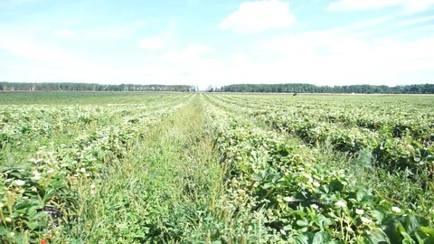 Organic strawberries Stock Footage 113338348