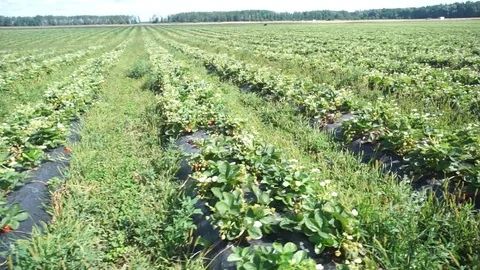 Organic strawberries Stock Footage 113338621
