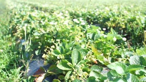 Organic strawberries Stock Footage 113338747
