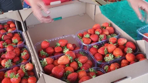 Organic strawberries Stock Footage 113339192