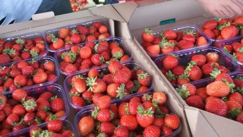 Organic strawberries Stock Footage 113339247