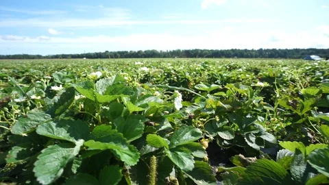 Organic strawberries Stock Footage 113340354