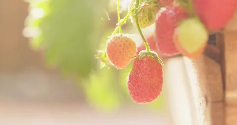 Organic Strawberries 스톡 동영상 138180721