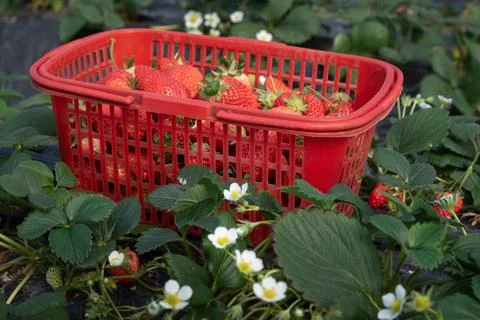 Organic strawberries Stock Photos