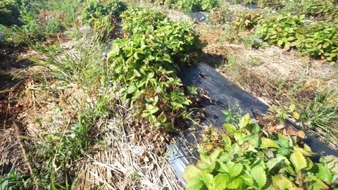 Organic Strawberry Stock Footage 113331539