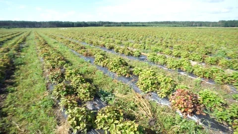 Organic Strawberry Stock Footage 113331912