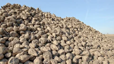 Organic sugar beet Stock Footage 171558362