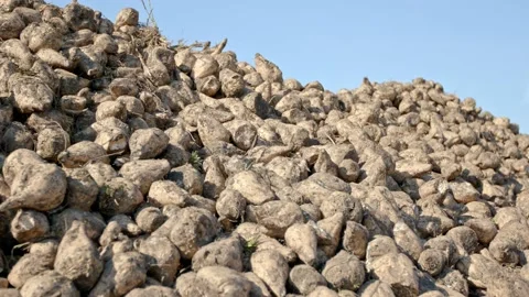 Organic sugar beet Stock Footage 171558384