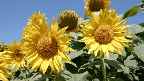 Organic sunflower Stock Footage 171555425