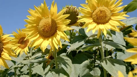 Organic sunflower Stock Footage 171555438