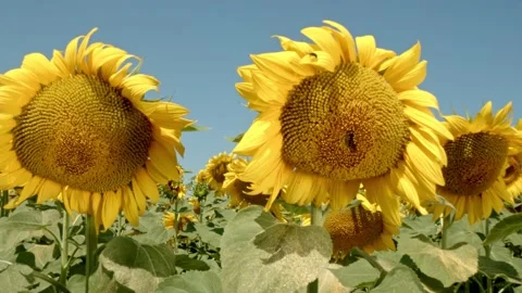 Organic sunflower Stock Footage 171559232