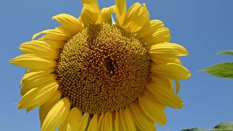 Organic sunflower Stock Footage 171559259