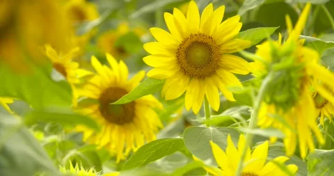 Organic Sunflower SloMo 2812 Stock Footage 135201185