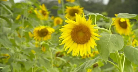 Organic Sunflowers 2803 库存影片 135201401