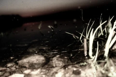 Organic Swamp Stock Footage