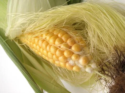 Organic sweet corn. Stock Photos