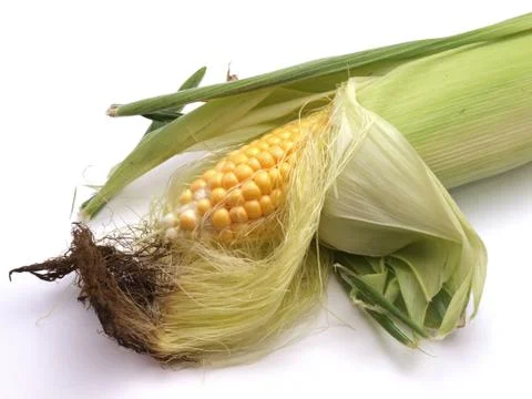 Organic sweet corn. Stock Photos
