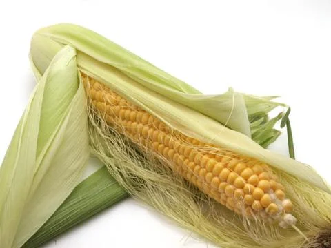 Organic sweet corn. Stock Photos