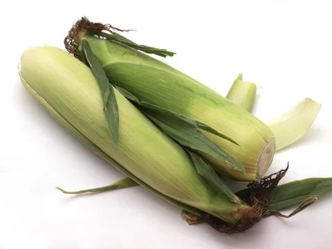 Organic sweet corn. Stock Photos