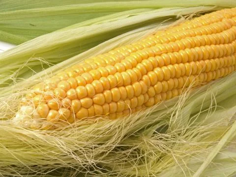 Organic sweet corn. Stock Photos