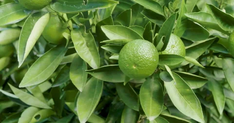 Organic Tangerines on the tree. Video stock 149335447