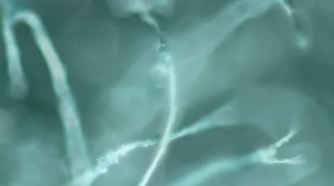 Organic Teal Tangle 動画素材 22330009