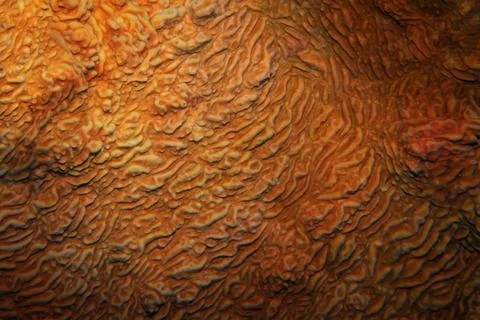 Organic texture of the hard Ringed plated coral . (Pachyseris speciosa).Abstr Stock Photos