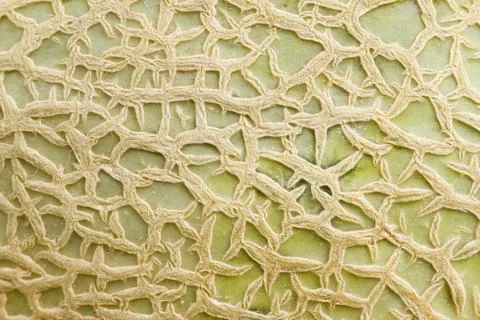 Organic texture Stock Photos