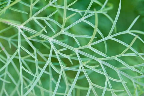 Organic texture Stock Photos