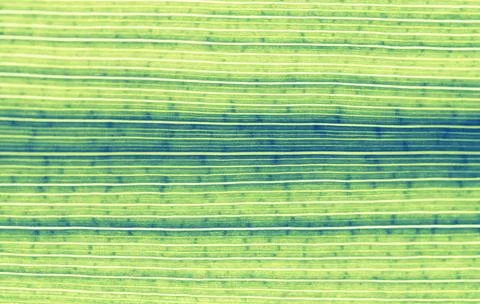 Organic texture Foto stock
