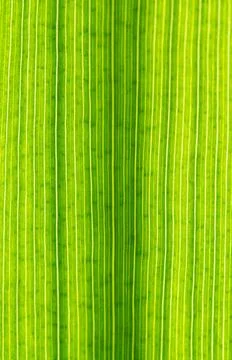 Organic texture Foto stock