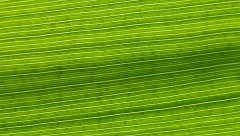 Organic texture Stock Photos