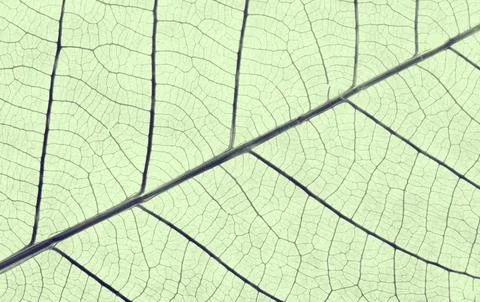 Organic texture Foto stock