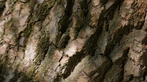 Organic texture of willow tree bark with leaves shadows Stock Footage 161111847