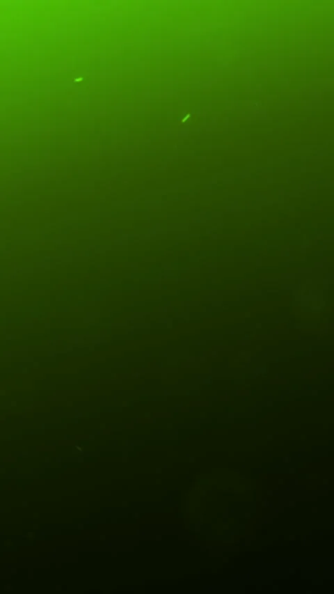 Organic Textures With Drifting Particles, Environmental Scientist Stock Footage 324852721