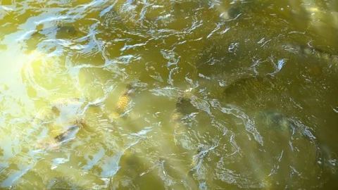 Organic Tilapia fish floating and swimming find food in pond. Stock Footage 98089125