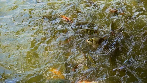 Organic Tilapia fish floating and swimming find food in pond. 動画素材 98089586